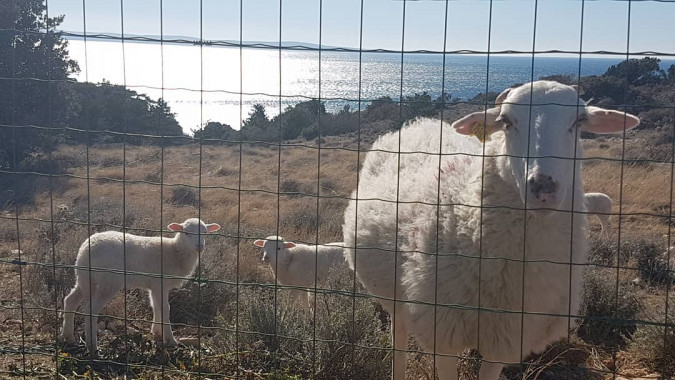 Apartment for a relaxing holiday near the sea, Stara Ba&scaron;ka, Krk Island, Croatia Stara Ba&scaron;ka