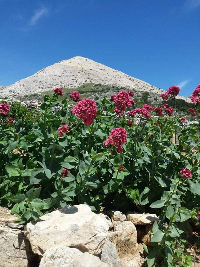 Apartment for a relaxing holiday near the sea, Stara Ba&scaron;ka, Krk Island, Croatia Stara Ba&scaron;ka
