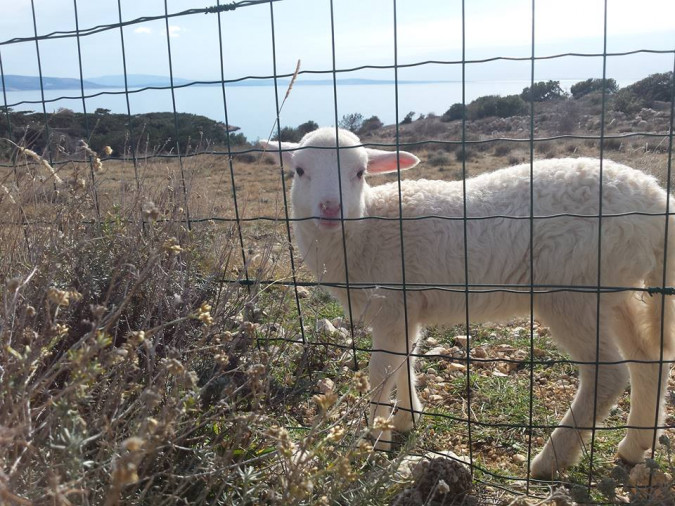 Apartment for a relaxing holiday near the sea, Stara Ba&scaron;ka, Krk Island, Croatia Stara Ba&scaron;ka